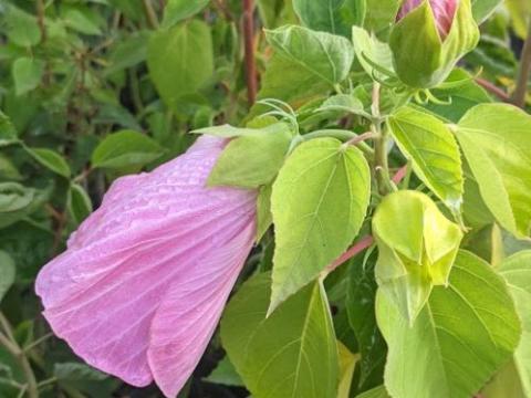 Hibiscus moscheutos 'Galaxy Pink'