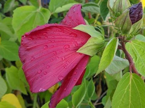 Hibiscus moscheutos 'Galaxy Red'
