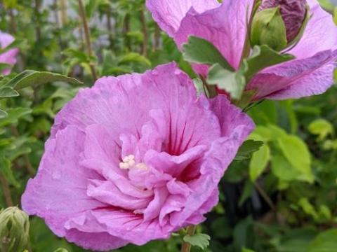 Hibiscus syr. 'Lavender Chiffon'
