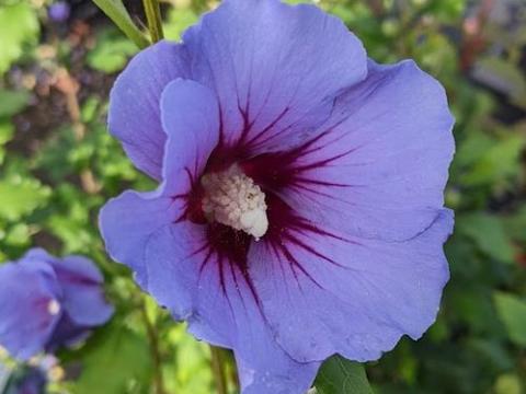 Hibiscus syr. 'Marina'