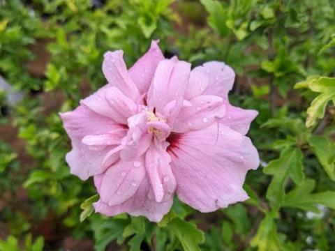 Hibiscus syr. 'Pink Chiffon'