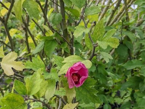 Hibiscus syr. 'Woodbridge'