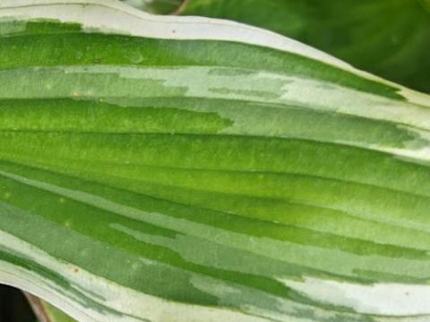 Hosta 'Albomarginata' (undulata)