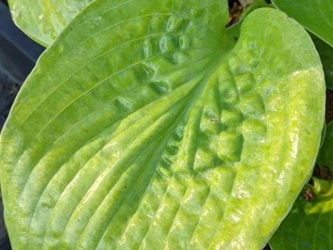 Hosta 'Big Daddy'