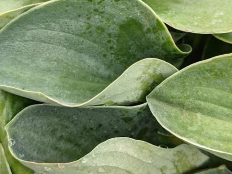 Hosta 'Blue Mouse Ears'
