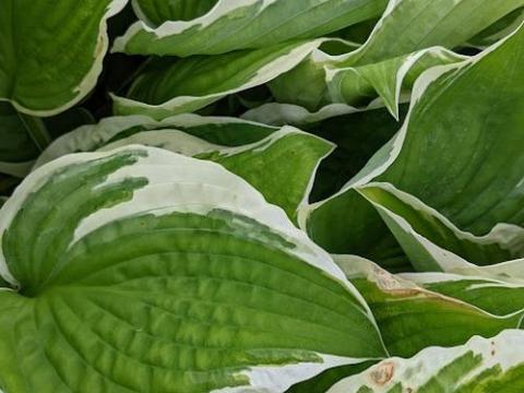 Hosta 'Francee' (fortunei)