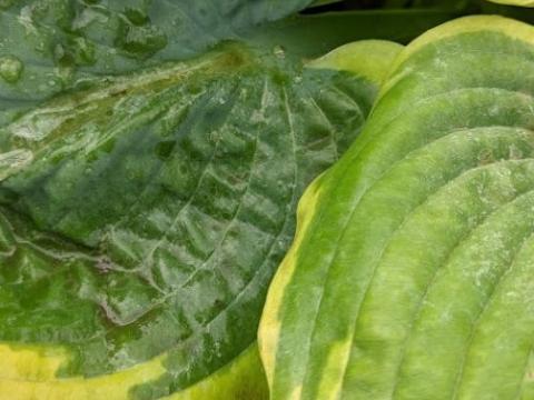 Hosta 'Frances Williams' (sieboldiana)