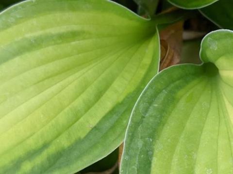 Hosta 'Gold Standard' (fortunei)