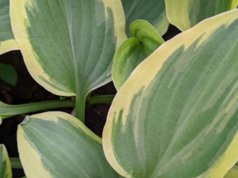 Hosta 'Golden Tiara'