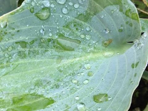 Hosta 'Hadspen Blue' (tardiana)