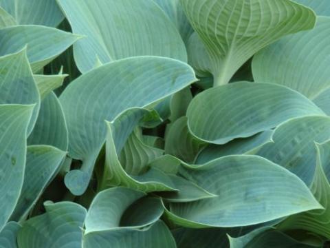Hosta 'Halcyon' (tardiana)