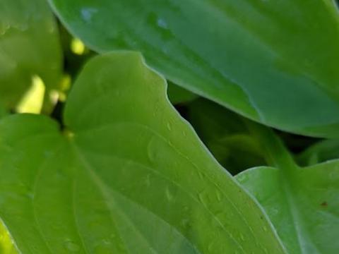 Hosta 'Honeybells'