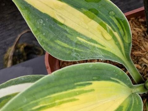 Hosta 'June' PBR
