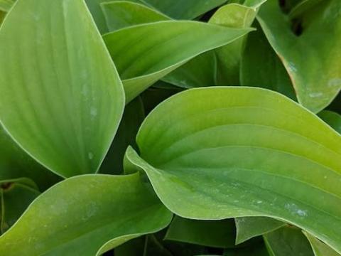 Hosta 'Jurassic Park' ®
