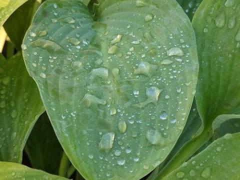 Hosta 'Krossa Regal' (nigrescens)