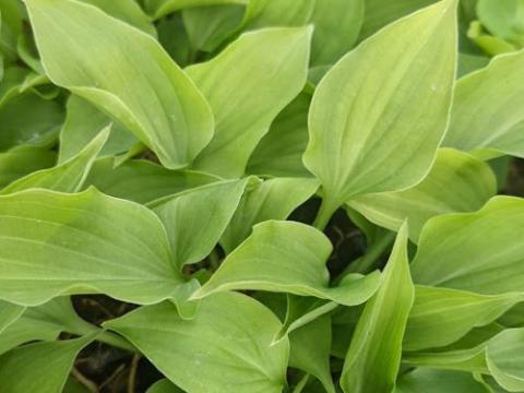 Hosta nakaiana
