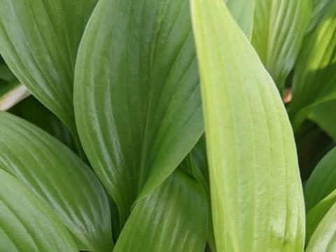 Hosta clausa var. normalis