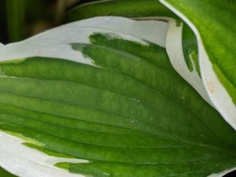 Hosta 'Patriot'