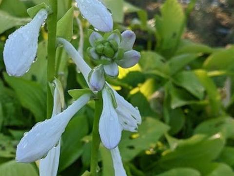 Hosta 'Royal Standard'
