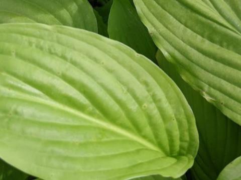 Hosta 'Sum and Substance'