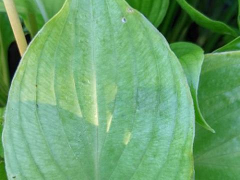 Hosta ventricosa