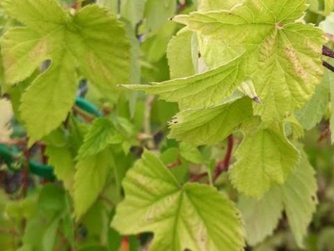 Humulus lupulus 'Aureus'