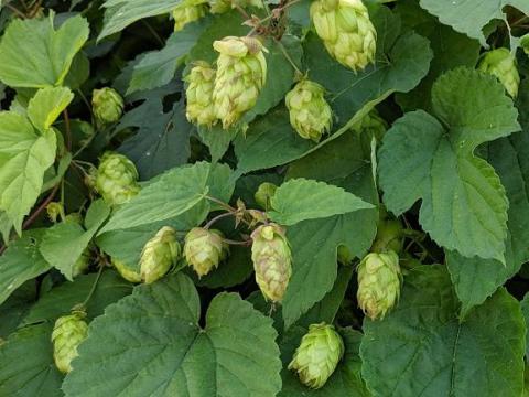 Humulus lupulus