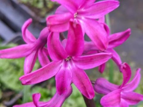 Hyacinthus 'Woodstock'