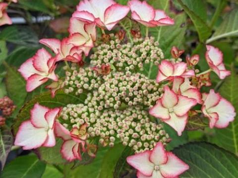 Hydrangea mac. 'Alys'