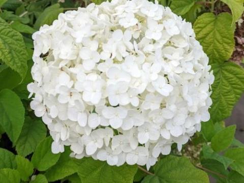 Hydrangea arb. 'Annabelle' (bolvormig)