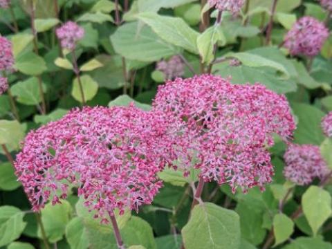 Hydrangea arb. 'Pink Annabelle' ® (Invincibelle)