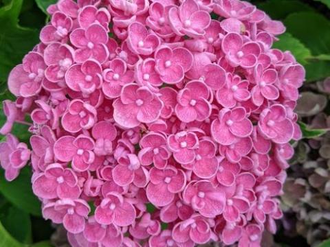 Hydrangea mac. 'Ayesha'   (bolvormig)