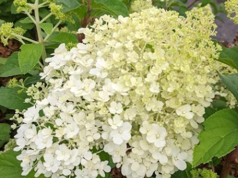 Hydrangea pan. 'Bobo'®
