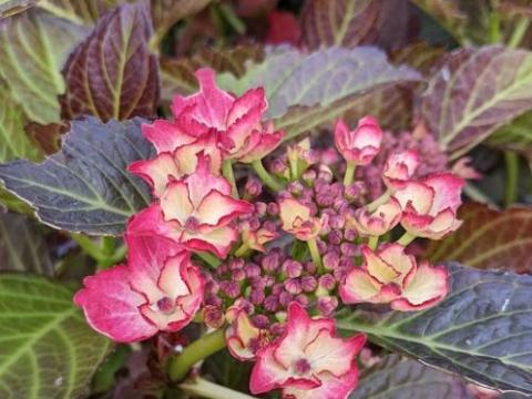 Hydrangea mac. 'Dark Angel'  (schermvormig)