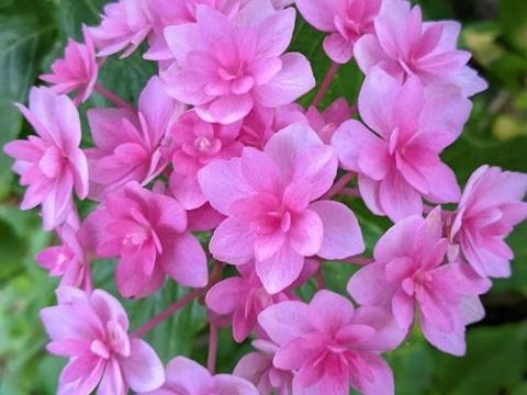 Hydrangea mac. 'Expression'®  (dubbel,bolvormig