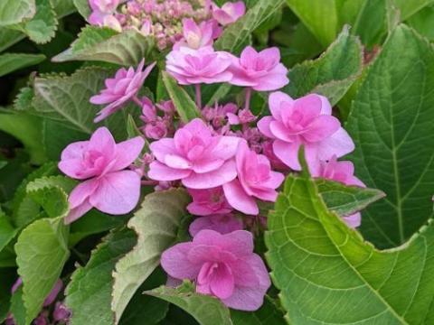 Hydrangea mac. 'Fireworks Pink' (scherm