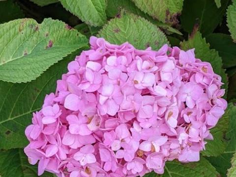 Hydrangea mac. 'Gen. Vic. de Vibraye'  (bolvorm)