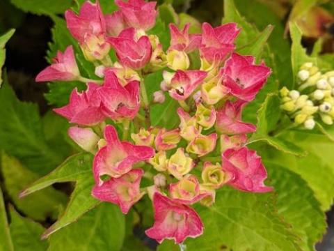 Hydrangea mac. 'Green Shadow' ® (bolvormig)