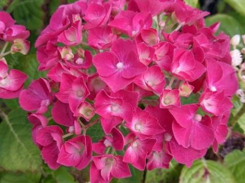 Hydrangea mac. 'Holehird Purple'  (bolvormig)