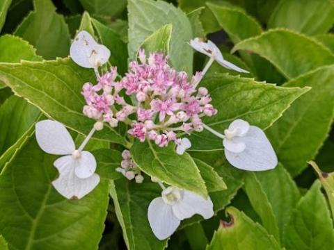 Hydrangea mac. 'Lanarth White'  (schermv