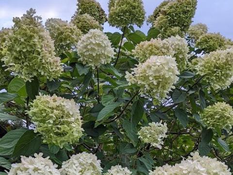 Hydrangea pan. 'Limelight'®