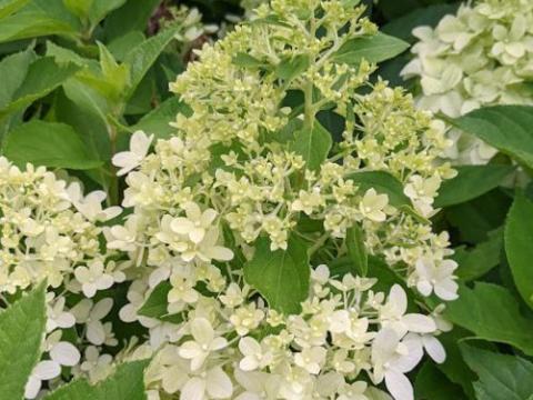 Hydrangea pan. 'Little Spooky'®