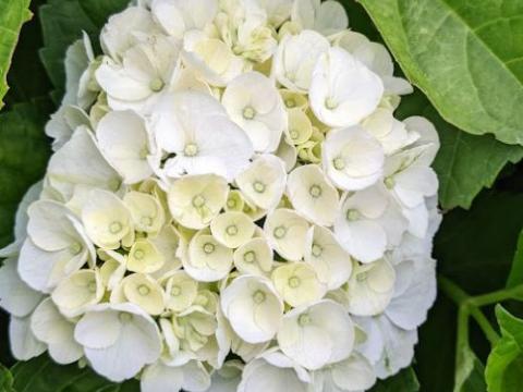 Hydrangea mac. 'Mme Emile Mouillère'  (bolvorm)