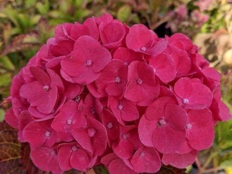 Hydrangea mac. 'Red Baron'  (bolvormig)