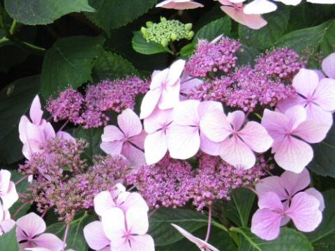 Hydrangea mac. 'Mar. Perfecta' (Blue Wave)