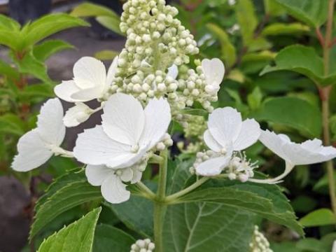 Hydrangea pan.' White Lady'