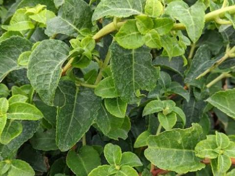 Hydrangea ano. petiolaris