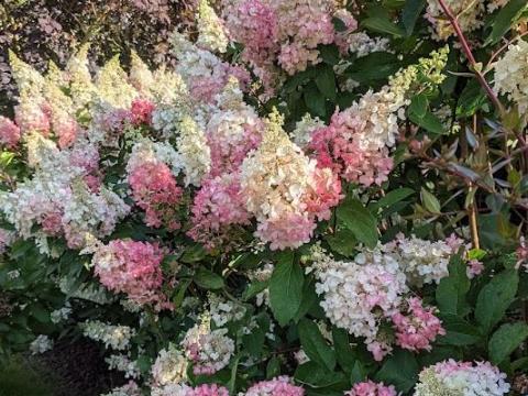 Hydrangea pan. 'Pinky Winky' '®