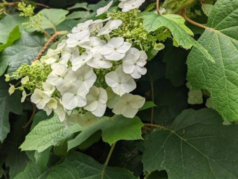 Hydrangea quercifolia
