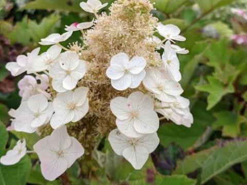 Hydrangea quercifolia Munchkin'